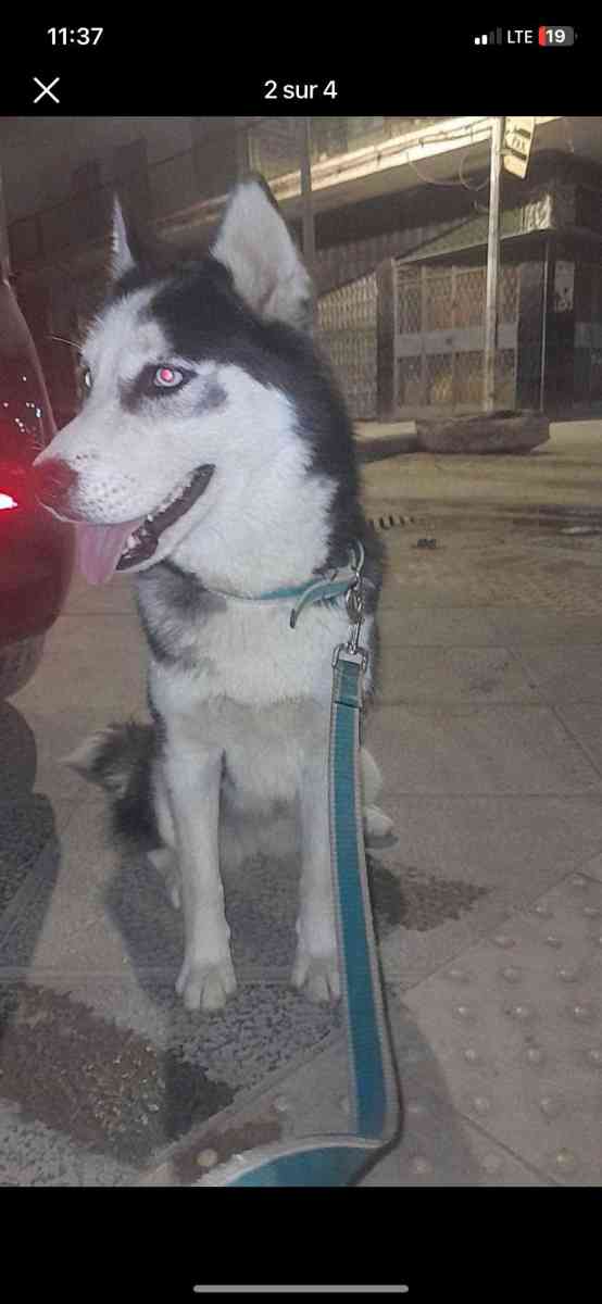 hasky - Alger Centre, Alger