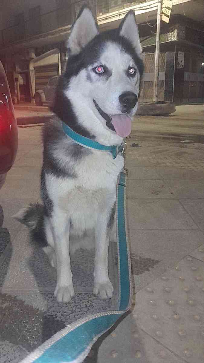 hasky - Alger Centre, Alger - Tijelabin