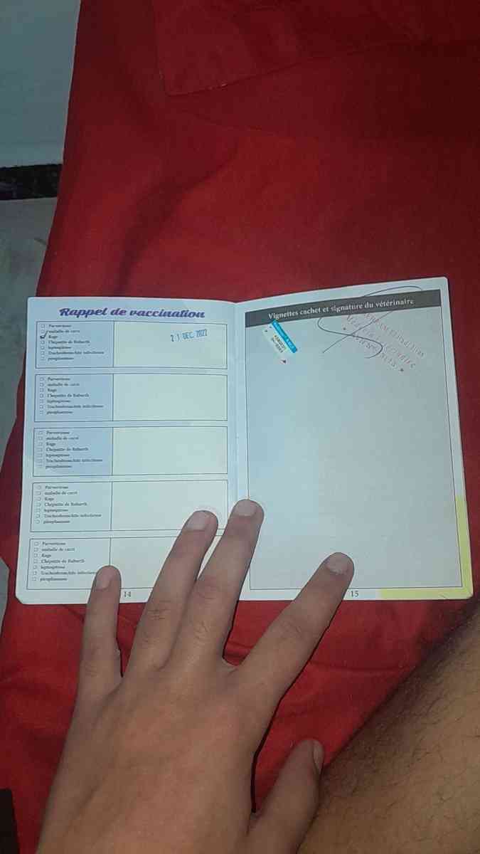 hasky - Alger Centre, Alger - Tijelabin