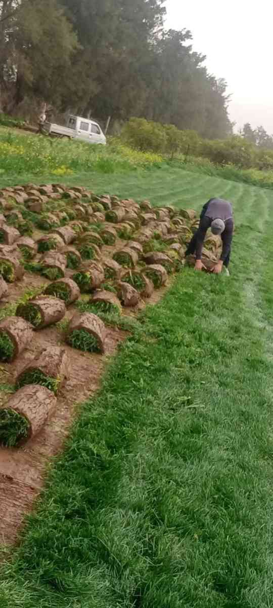 المساحات الخضراء - Alger Centre, Alger - Tijelabin