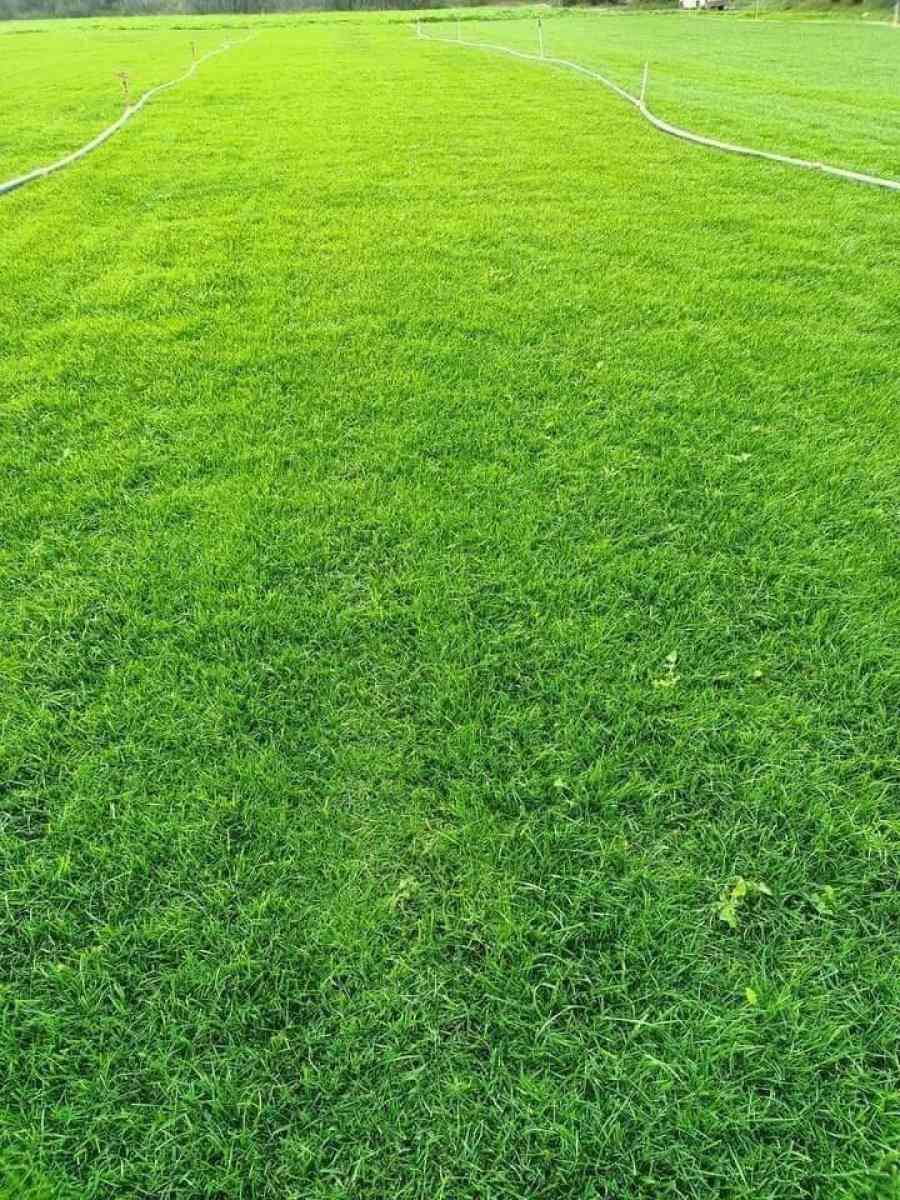 حدائق - Alger Centre, Alger - Tijelabin