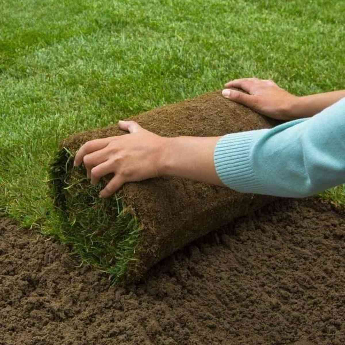 حدائق - Alger Centre, Alger - Tijelabin