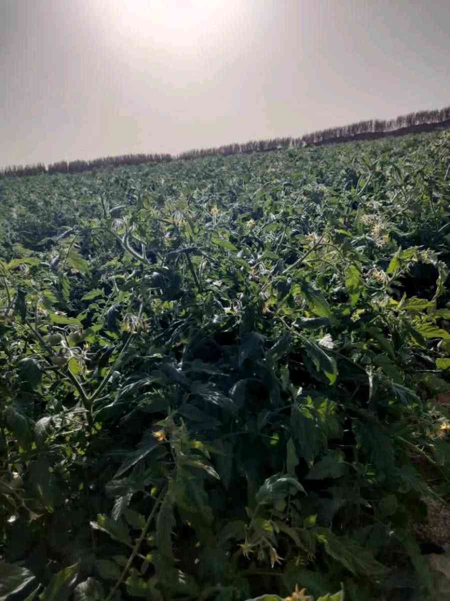 terrain - Alger Centre, Alger - Tijelabin