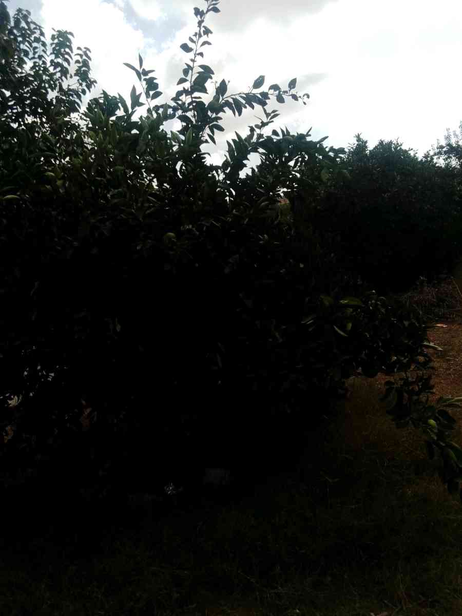 قطعة أرض خصبة