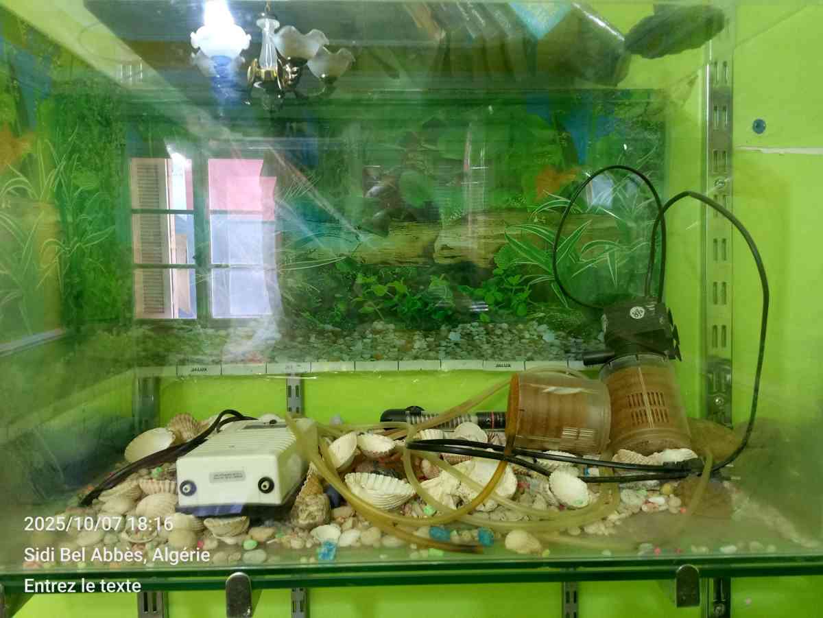 Aquarium en verre - Sidi Bel Abbes, Sidi Bel Abbes