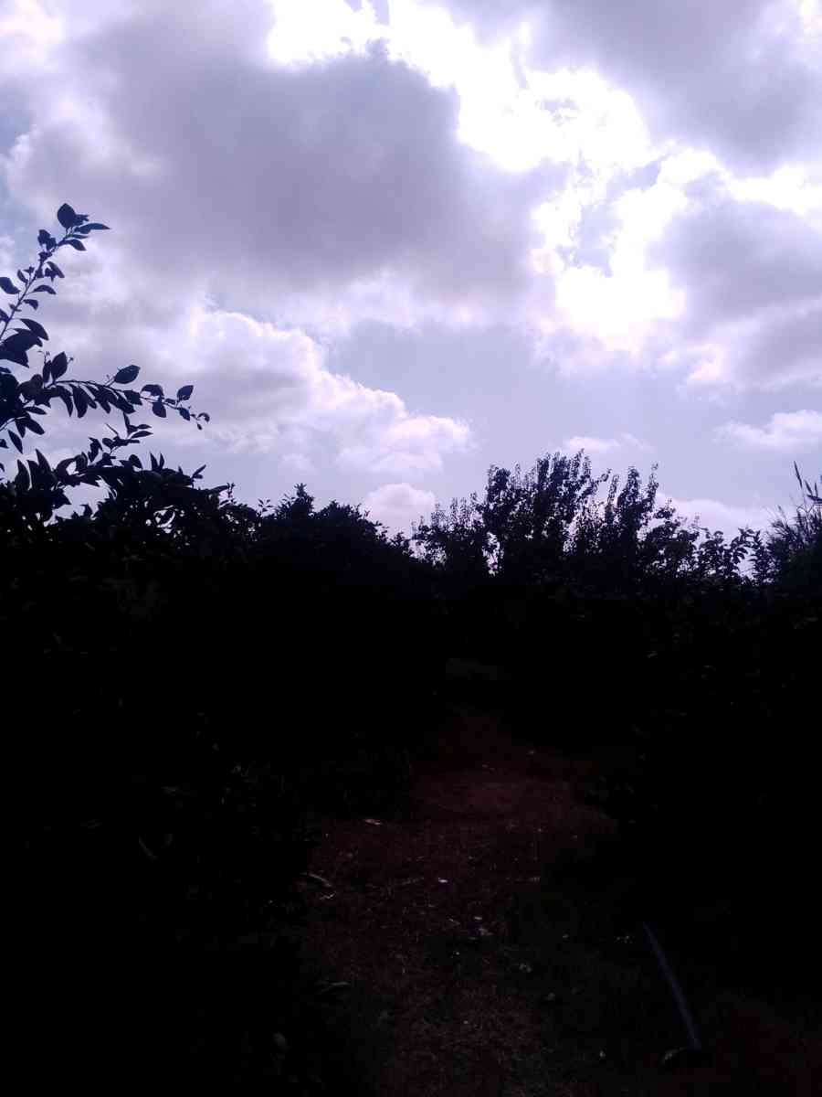 قطعة أرض خصبة - Ain Fares, Mascara - Tijelabin