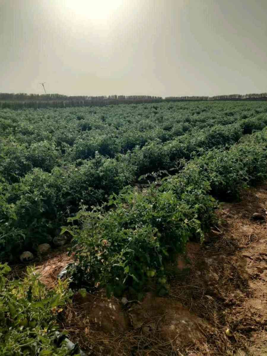 terrain - Alger Centre, Alger - Tijelabin