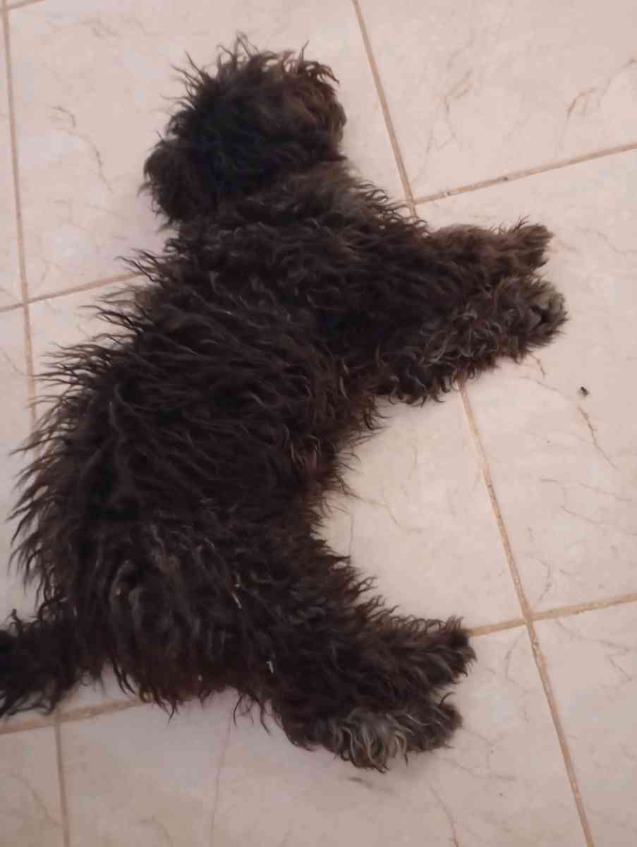 caniche - Bethioua, Oran - Tijelabin