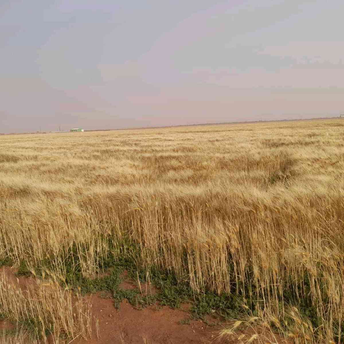 terrain - Alger Centre, Alger - Tijelabin