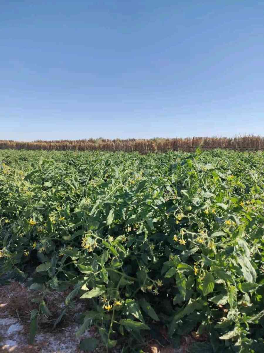 terrain - Alger Centre, Alger - Tijelabin