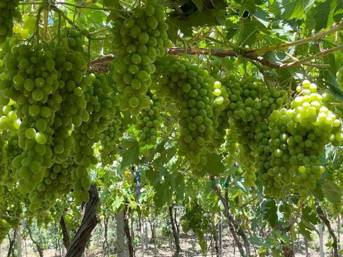 ارض فلاحية للبيع - Annaba, Annaba - Tijelabin