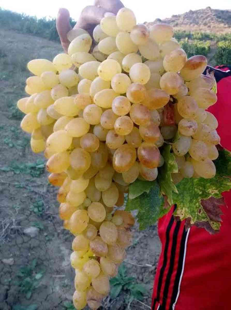 ارض فلاحية للبيع - Annaba, Annaba - Tijelabin