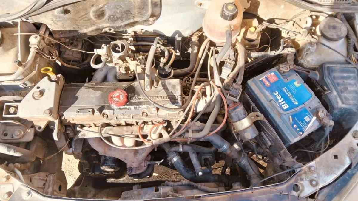 clion dabana - Tafraoui, Oran - Tijelabin