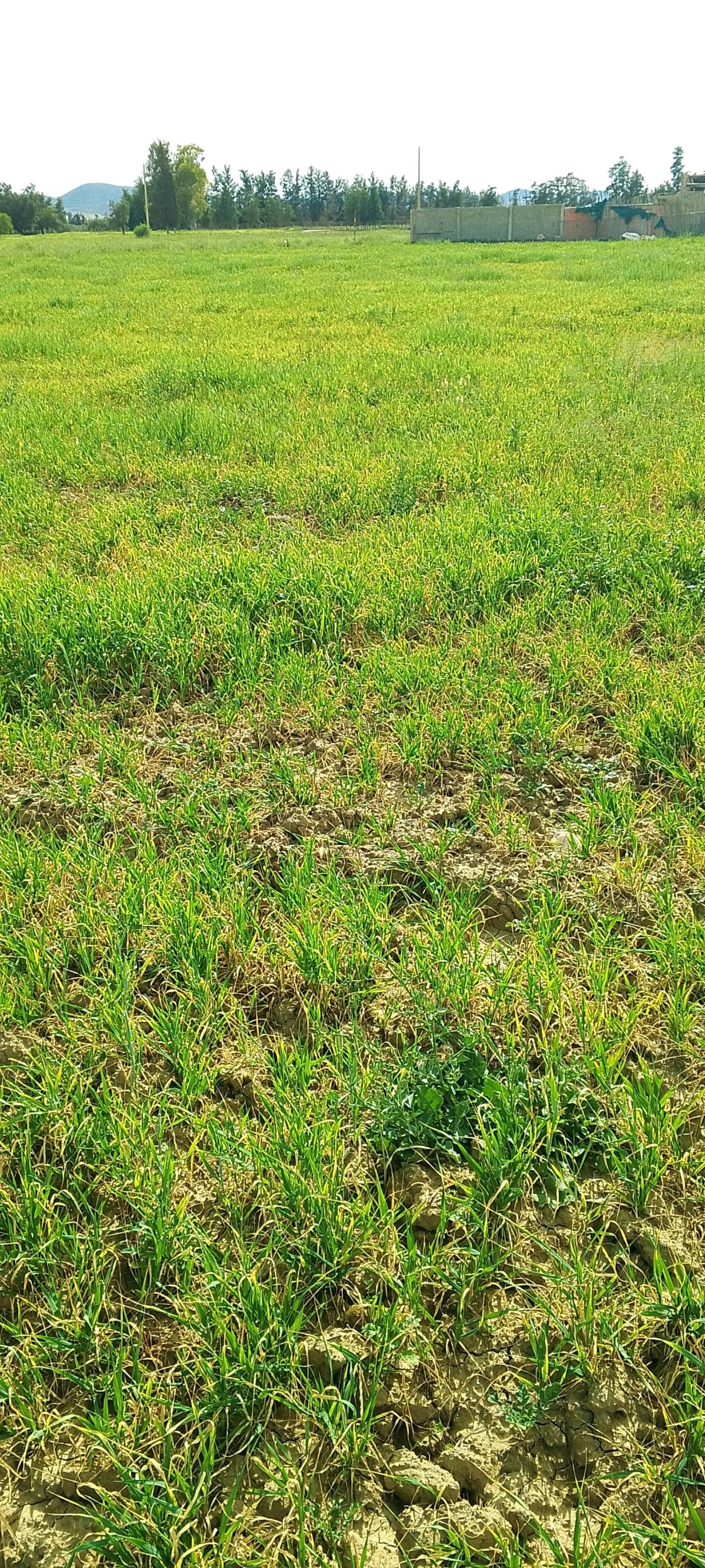 ارض للبيع بعقد الملكية - Bir Ouled Khelifa, Ain Defla - Tijelabin