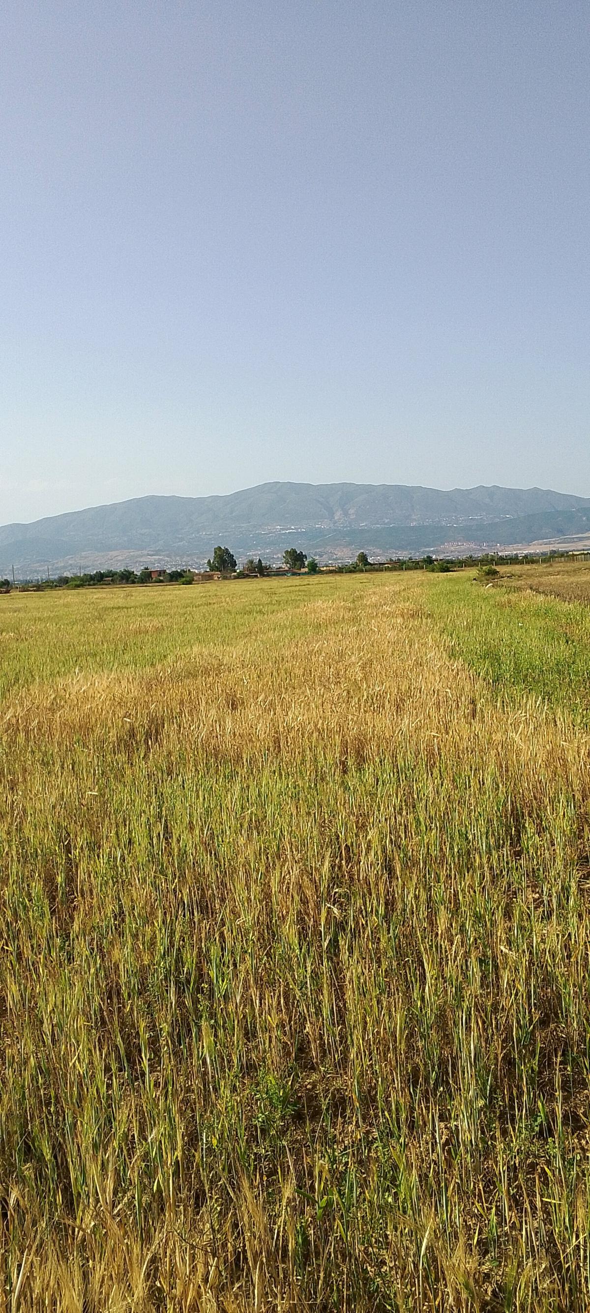 ارض للبيع بعقد الملكية - Bir Ouled Khelifa, Ain Defla - Tijelabin