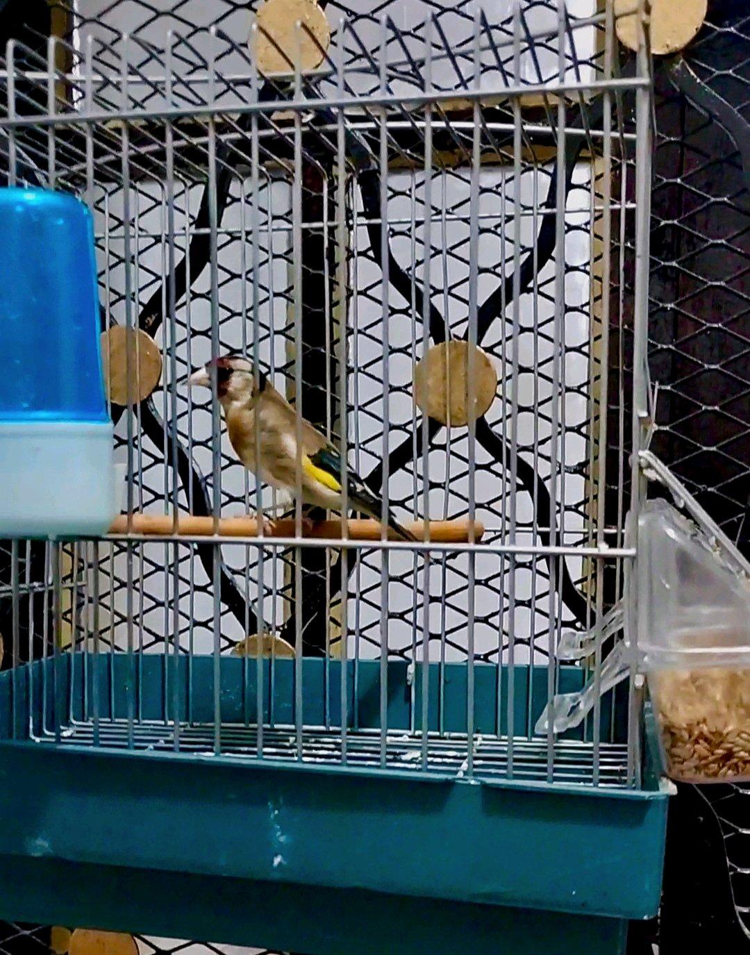 للبيع كوبلا شاردوني خلوية عندها 6 اشهر كاجا - Baghai, Khenchela - Tijelabin