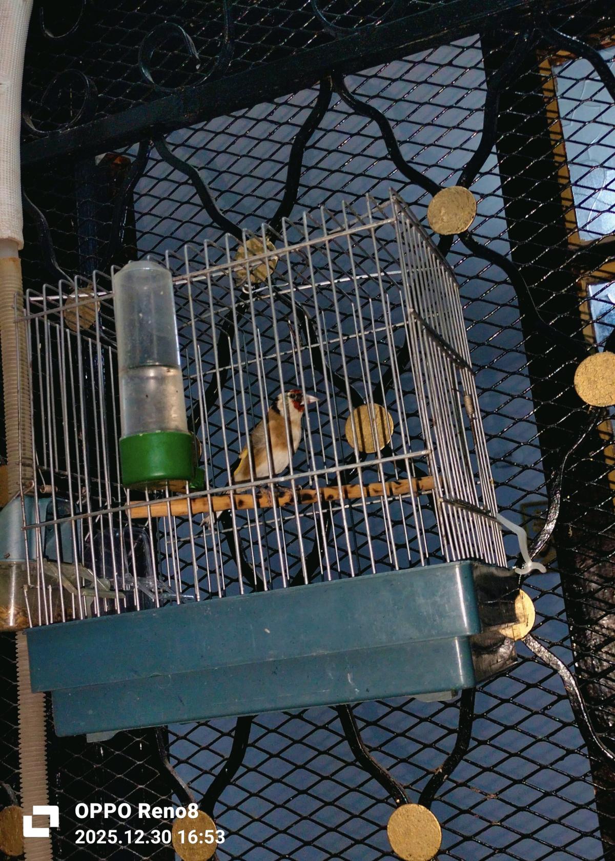 للبيع كوبلا شاردوني خلوية عندها 6 اشهر كاجا - Baghai, Khenchela - Tijelabin