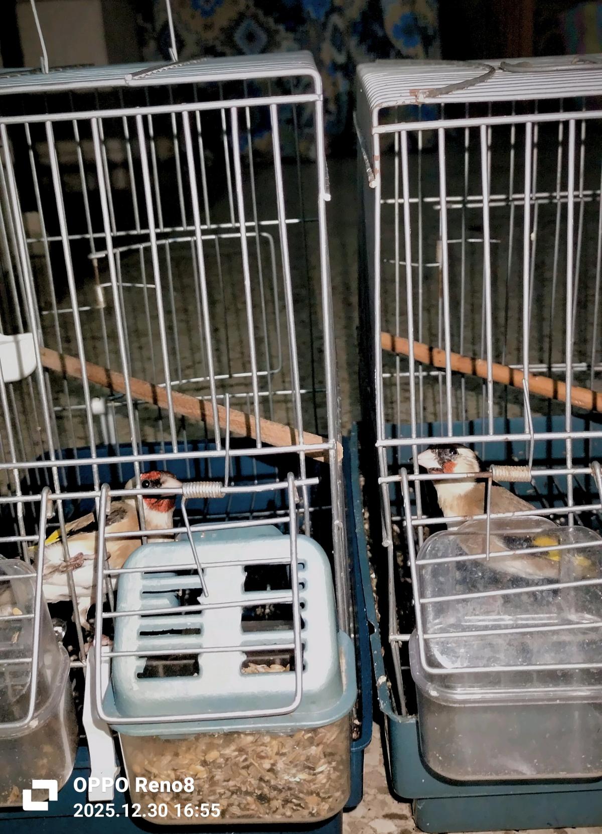 للبيع كوبلا شاردوني خلوية عندها 6 اشهر كاجا