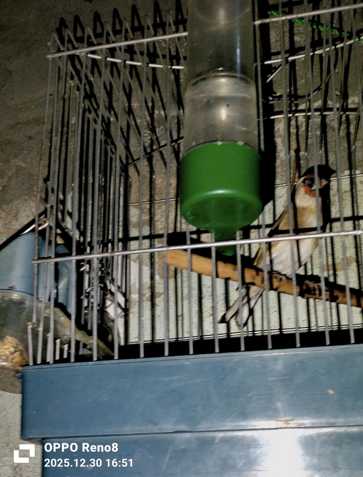 للبيع كوبلا شاردوني خلوية عندها 6 اشهر كاجا - Baghai, Khenchela - Tijelabin