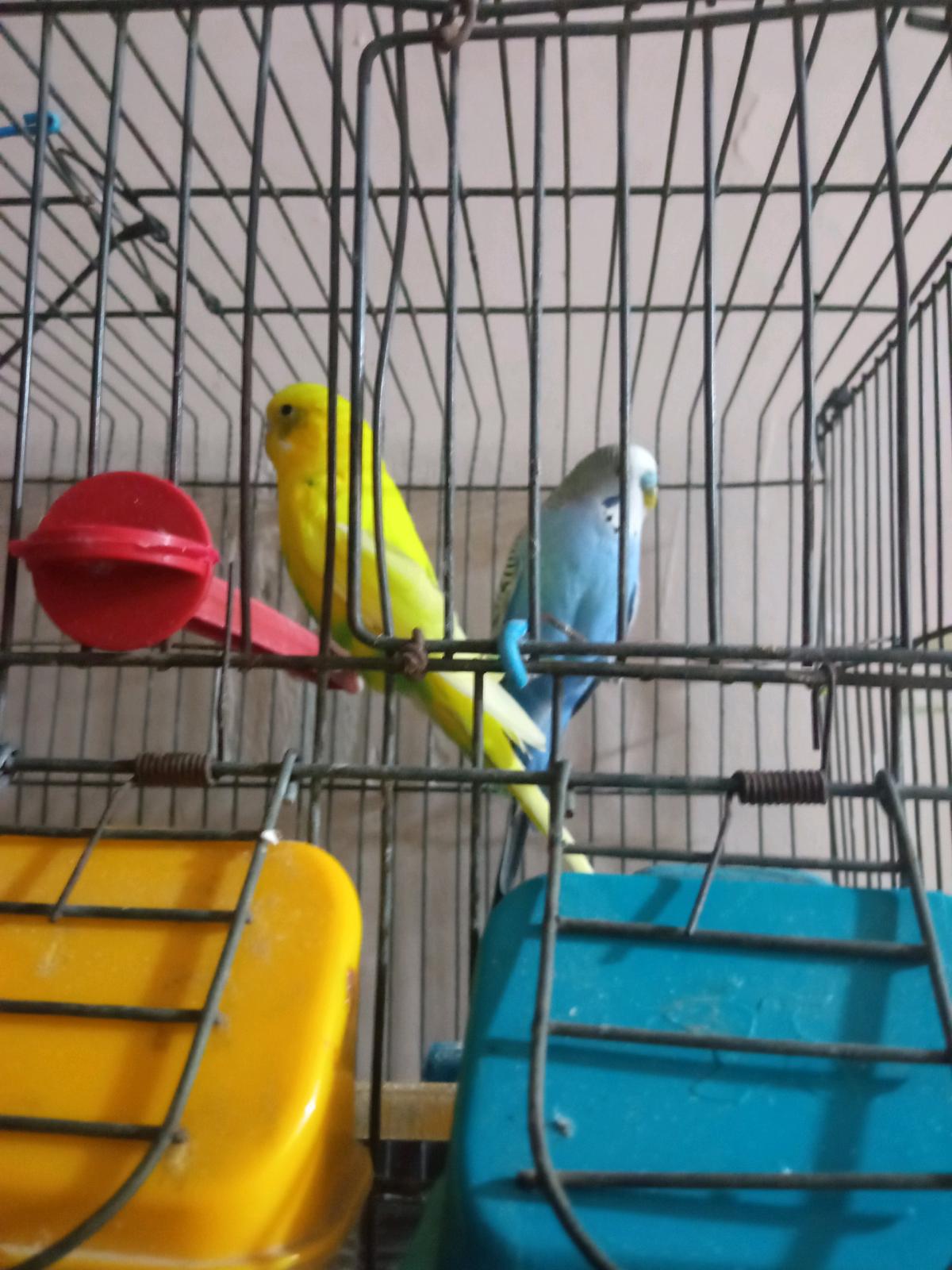 hamid - Bab Azzouar, Alger