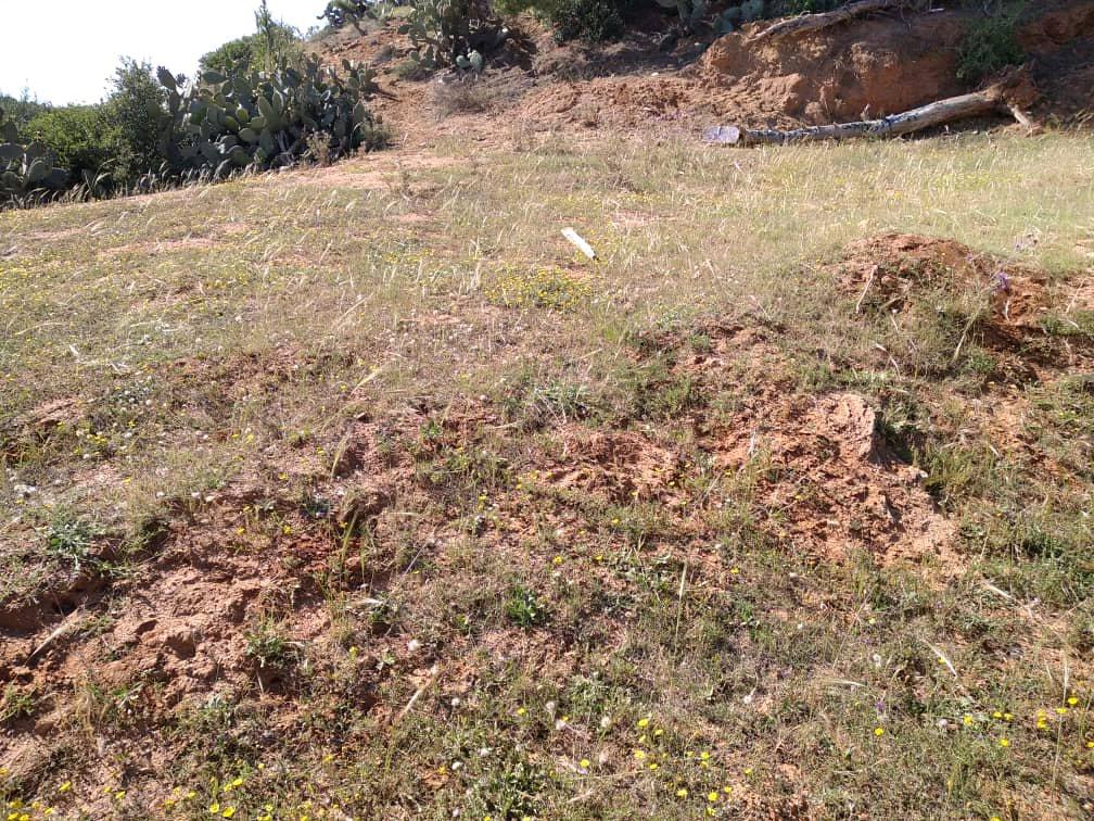 Lot de terrain pour habitation - Zemmouri, Boumerdes - Tijelabin