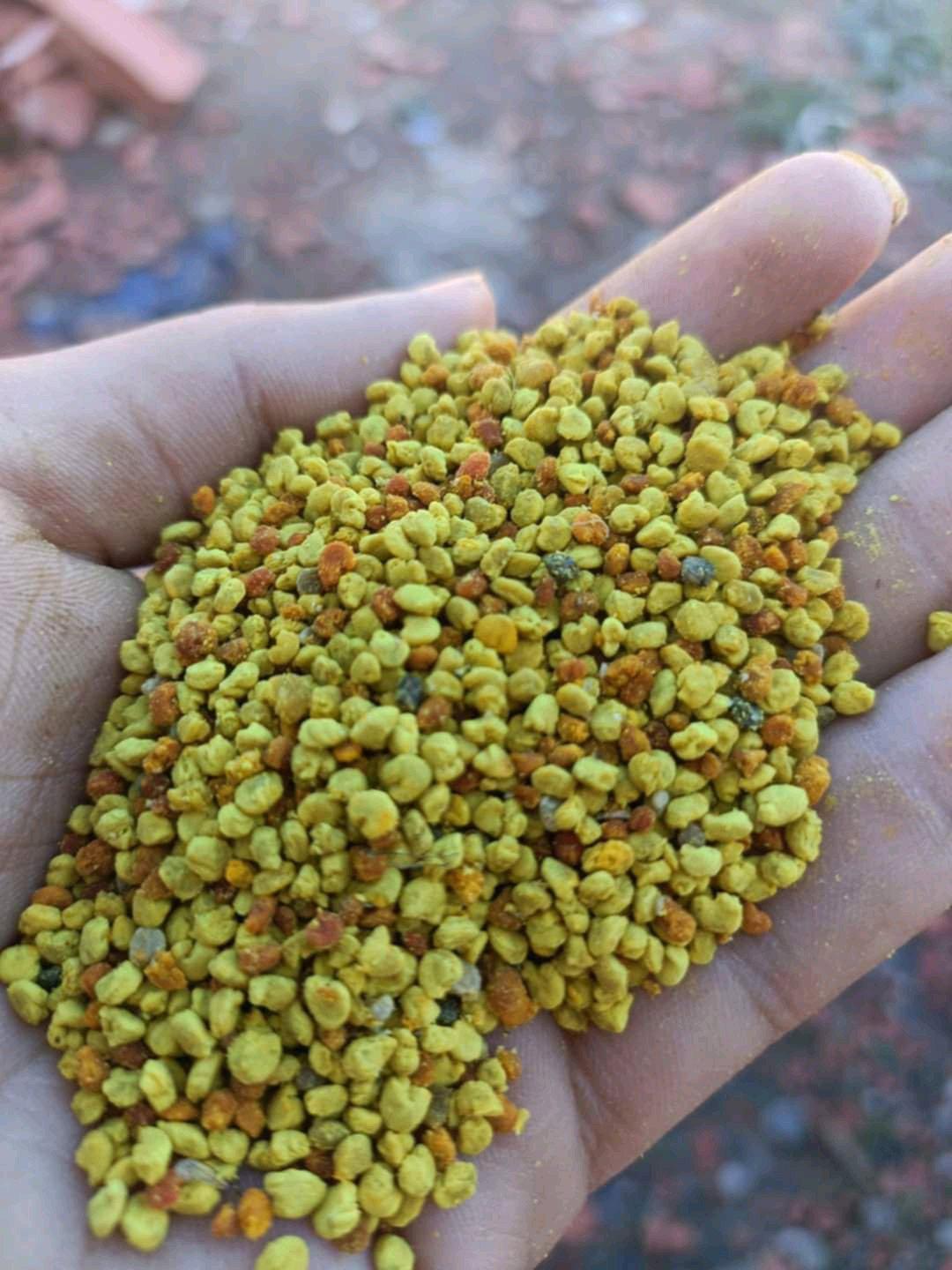 miel jujubier - Alger Centre, Alger - Tijelabin