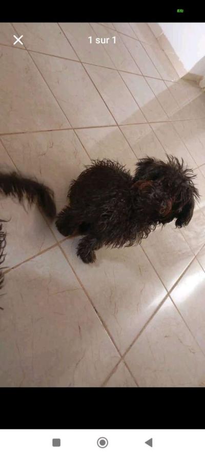 caniche