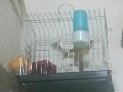 canari hypi